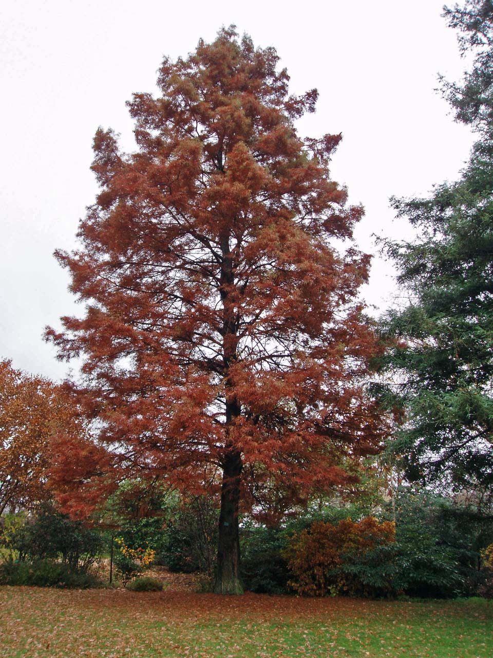 Cyprès chauve - Auteuil