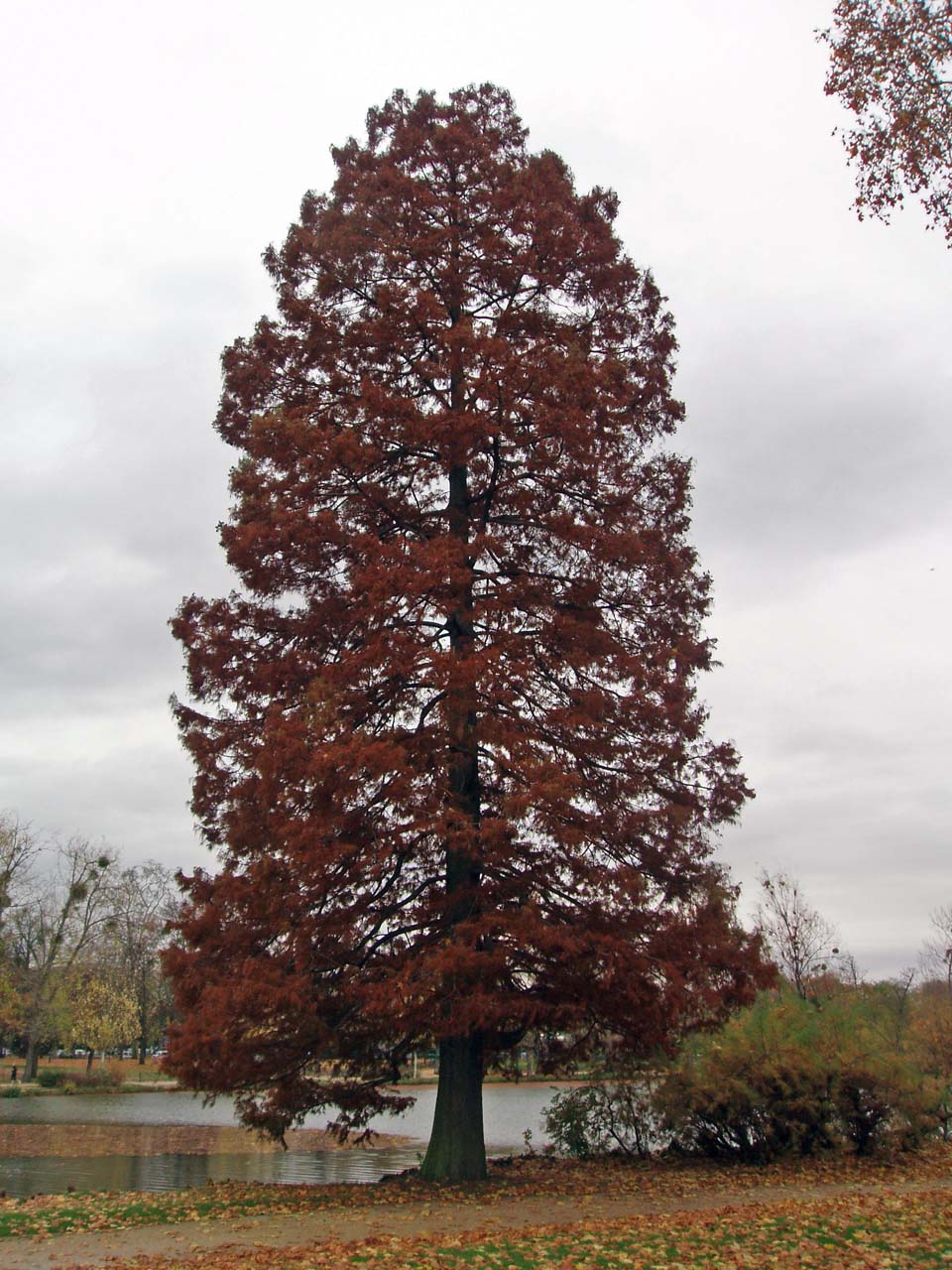 Cyprès chauve - Lac Daumesnil