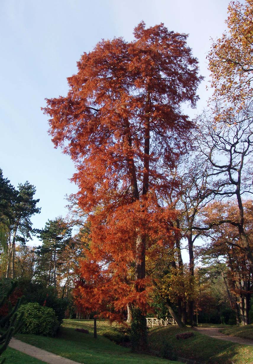 Cyprès chauve - Pré Catelan