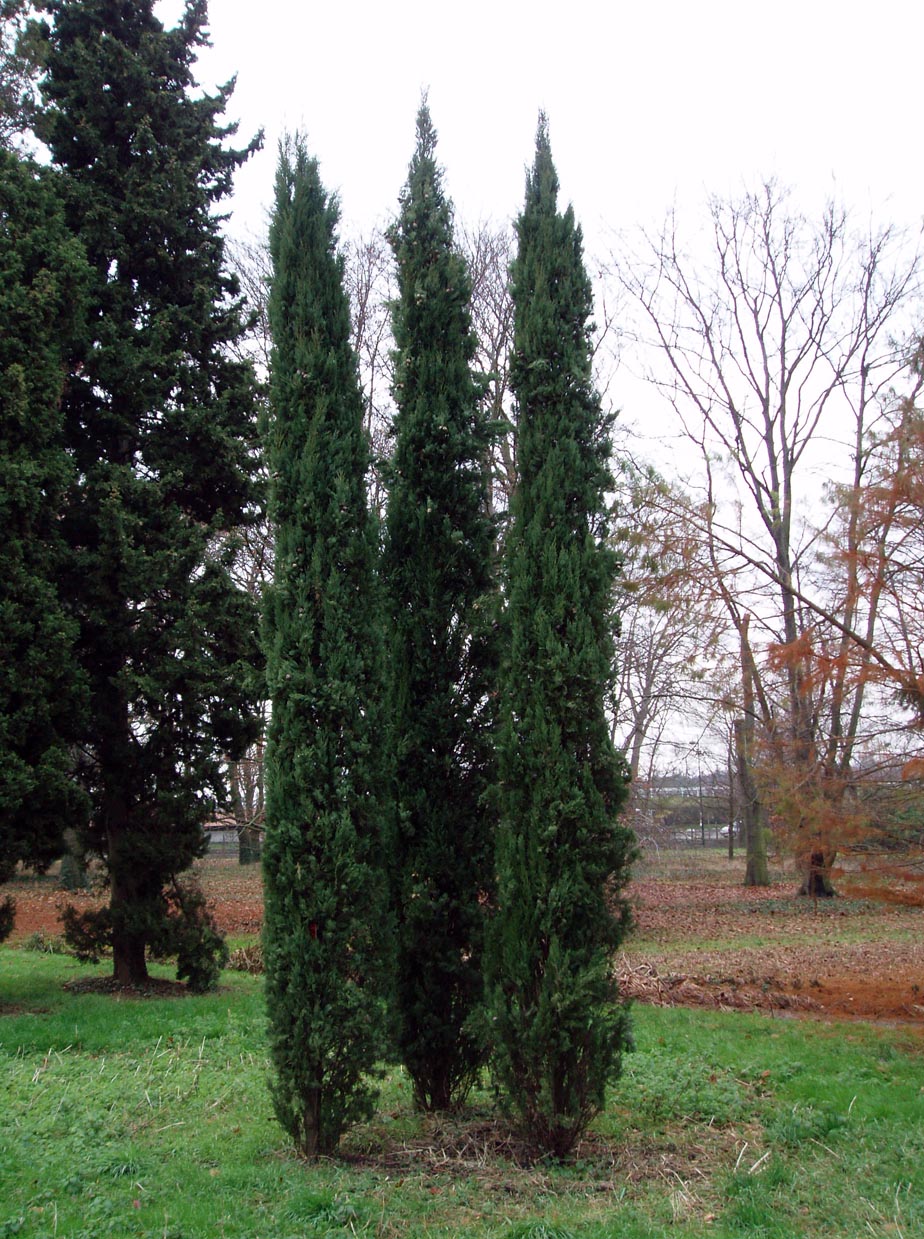 Cyprès - Arboretum