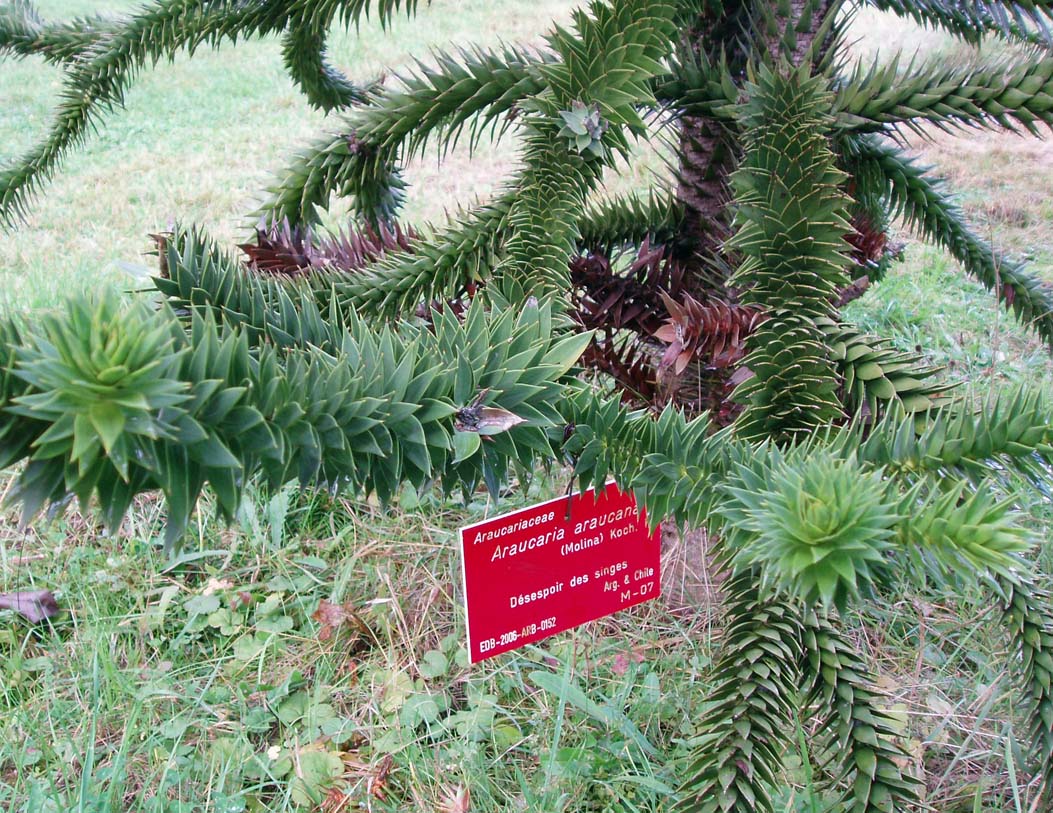 Désespoir des singes (feuilles)