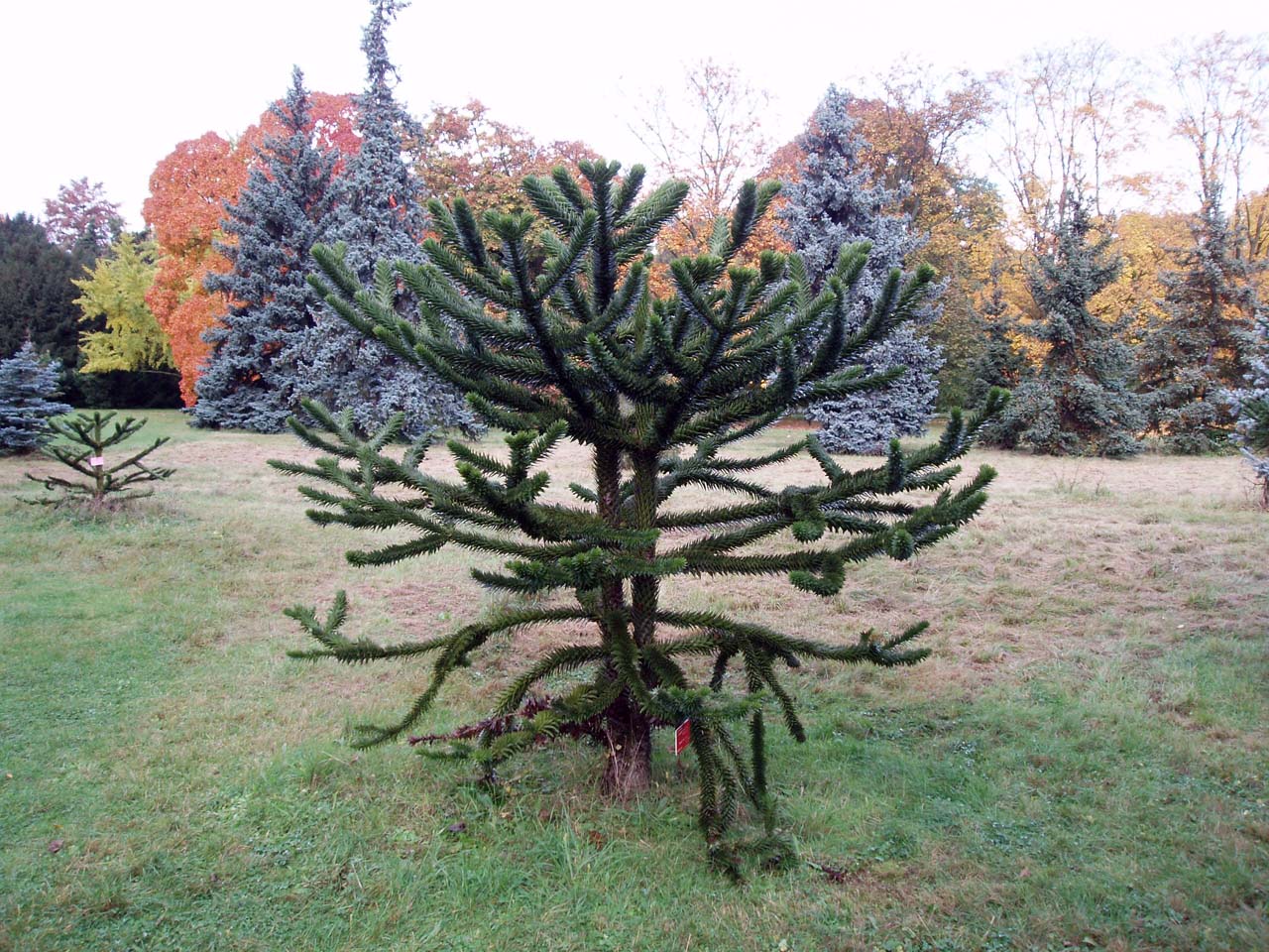 Désespoir des singes - Arboretum - Paris