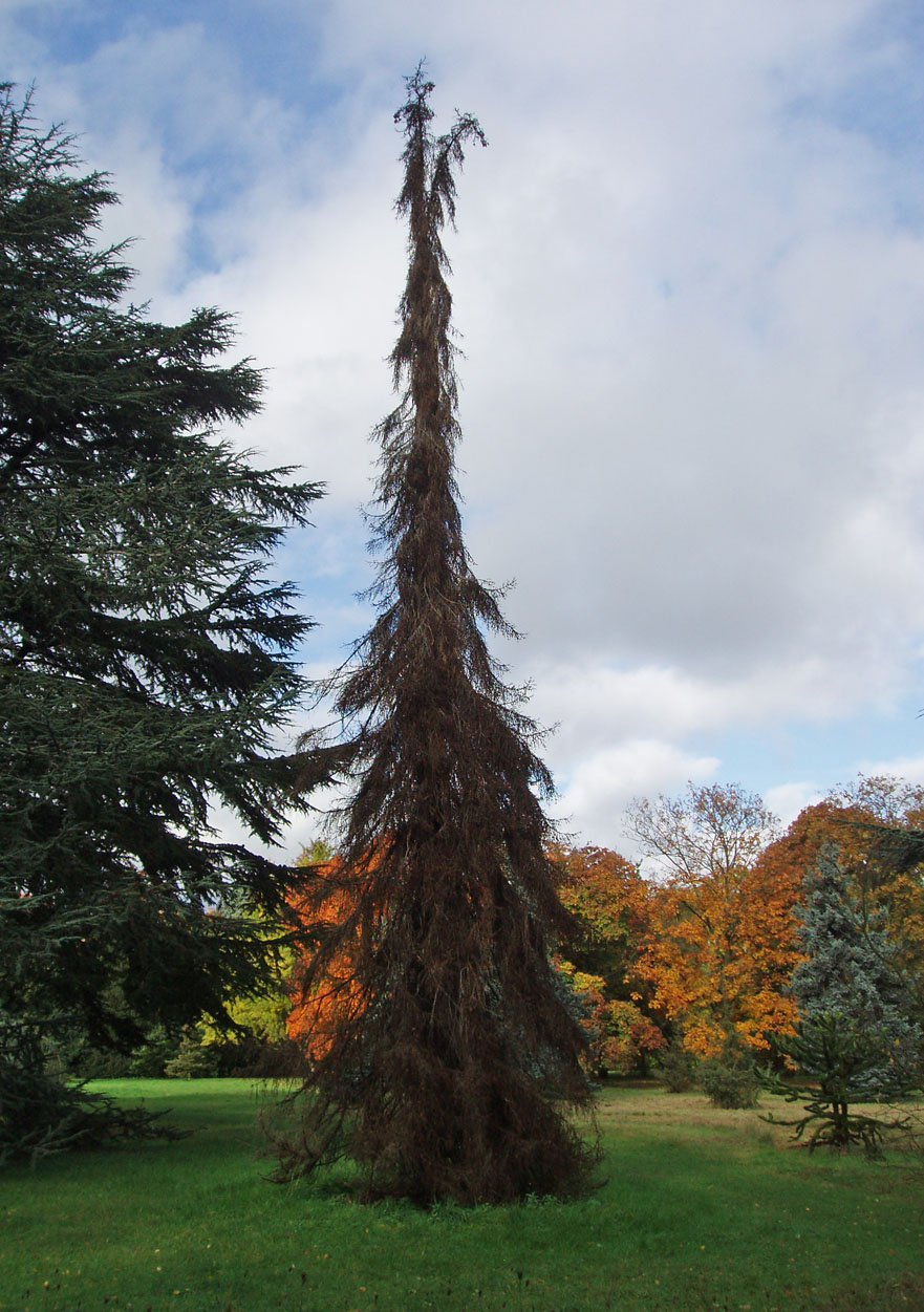 Epicea de Serbie - Arboretum