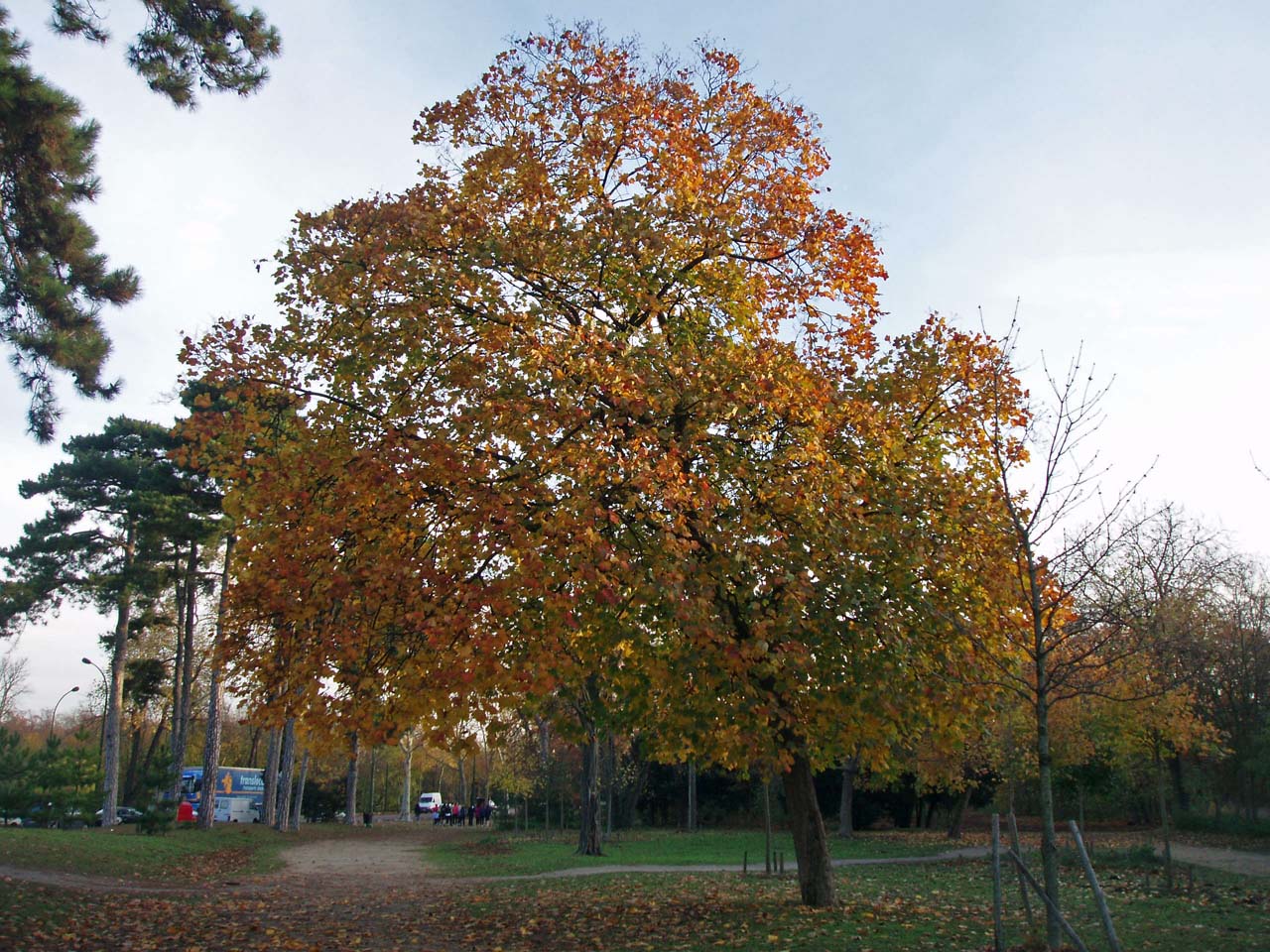 Erable Bois de Boulogne