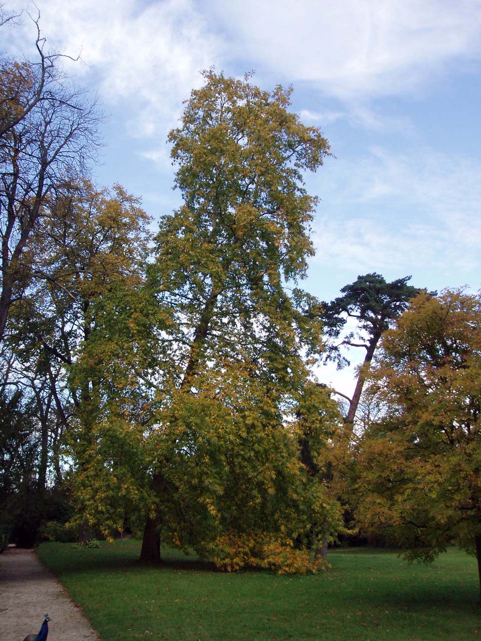 Erable Argenté Parc de Bagatelle