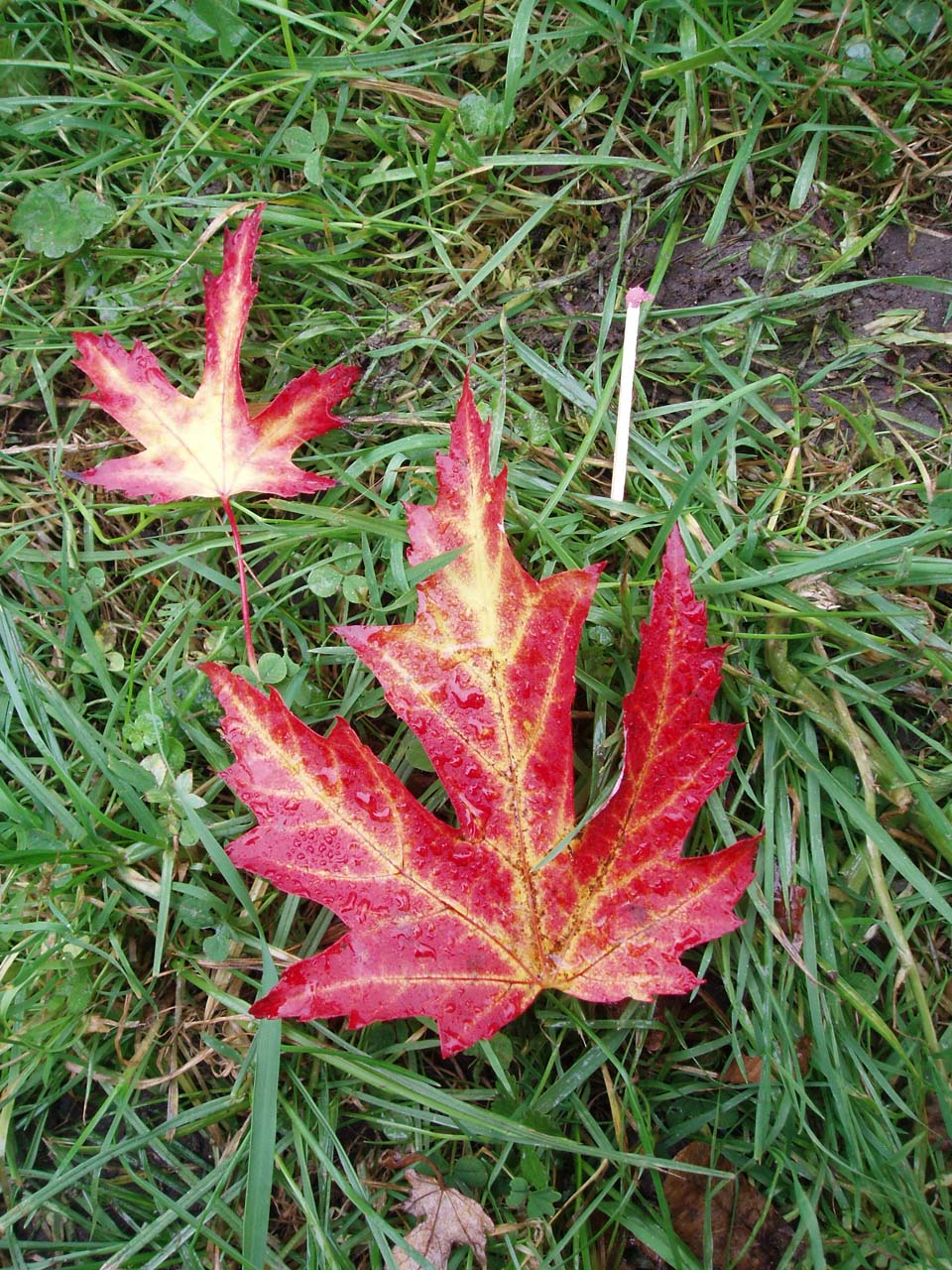 Erable argenté (feuilles)