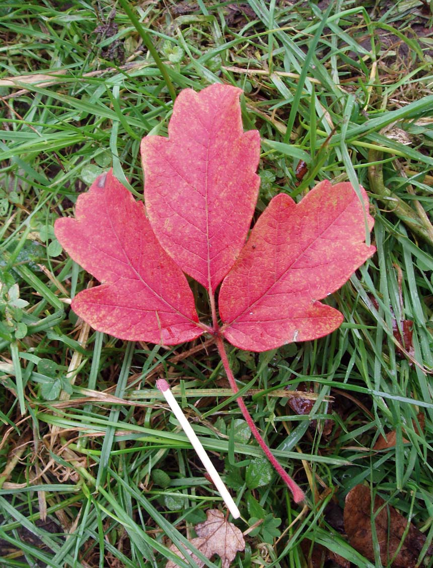 Erable Gris (feuille)