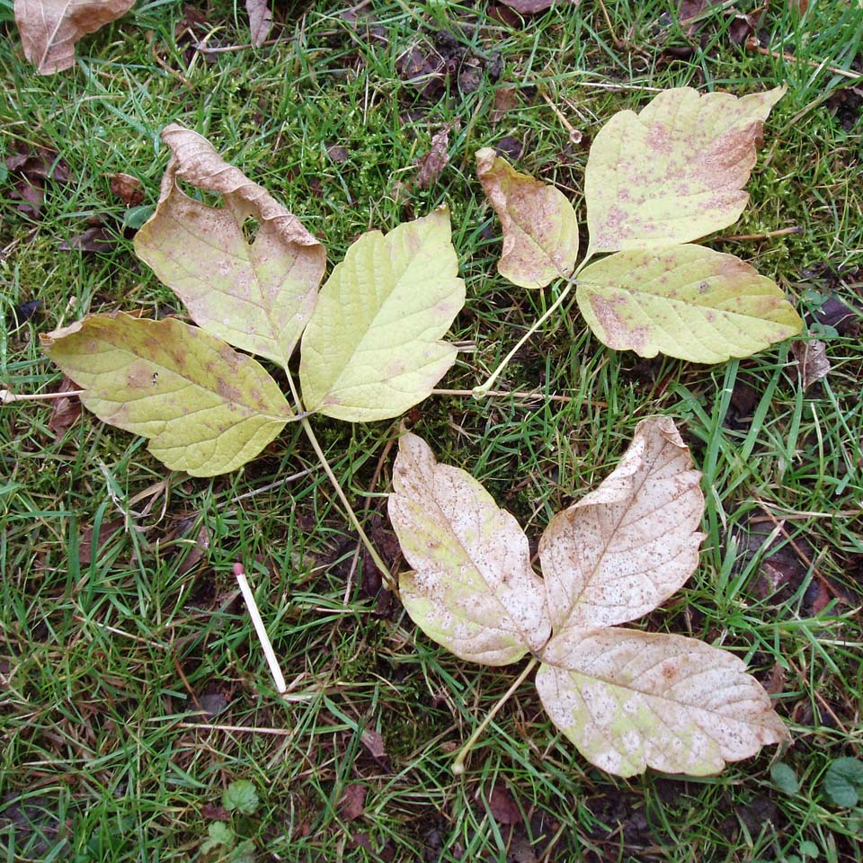 Erable Negundo (feuille)