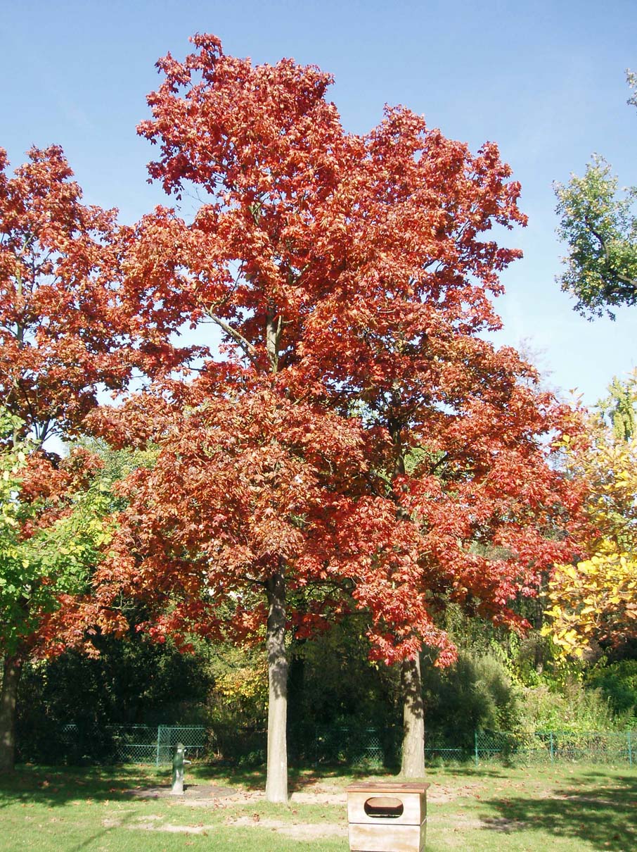 Erable Rouge Jardin d'acclimatation