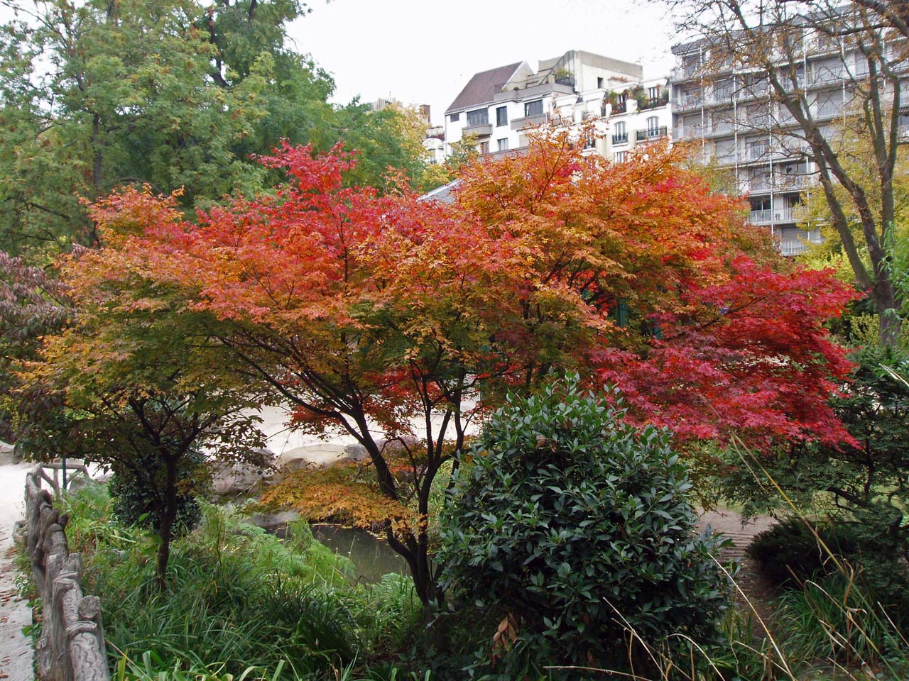 Erable du Japon - Parc Montsouris