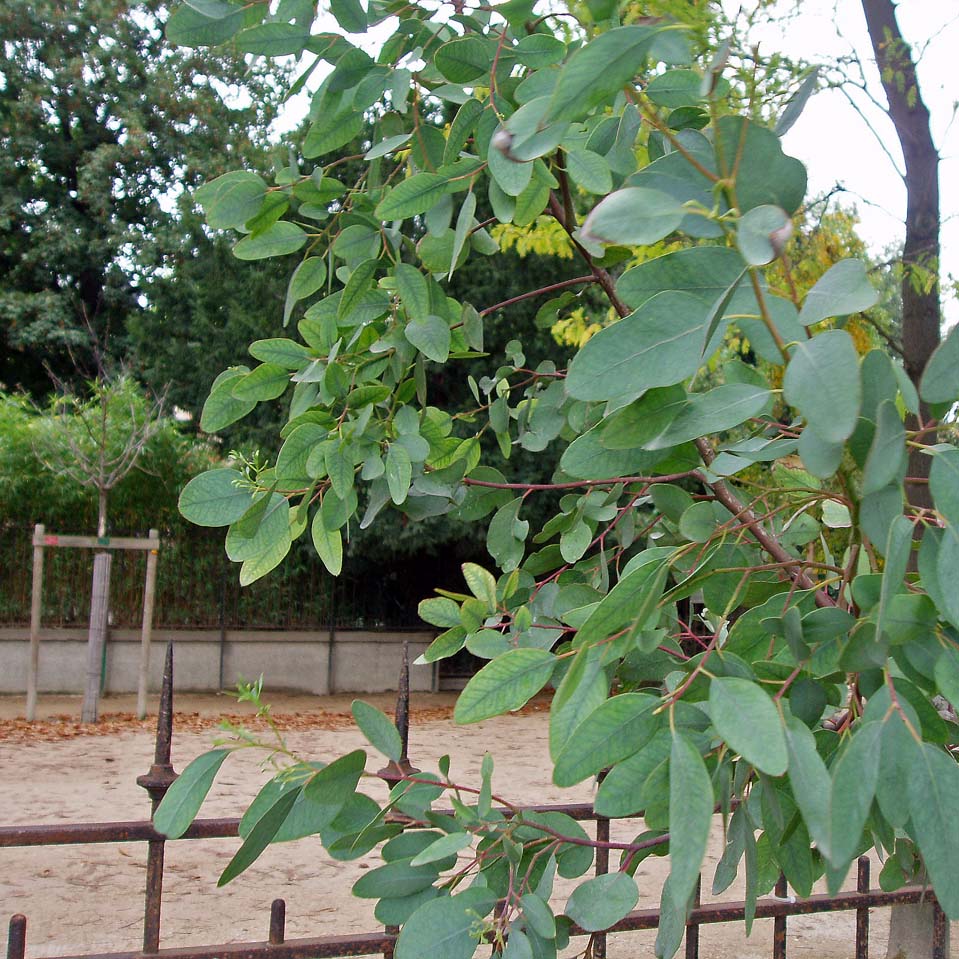 Eucalyptus (feuilles)