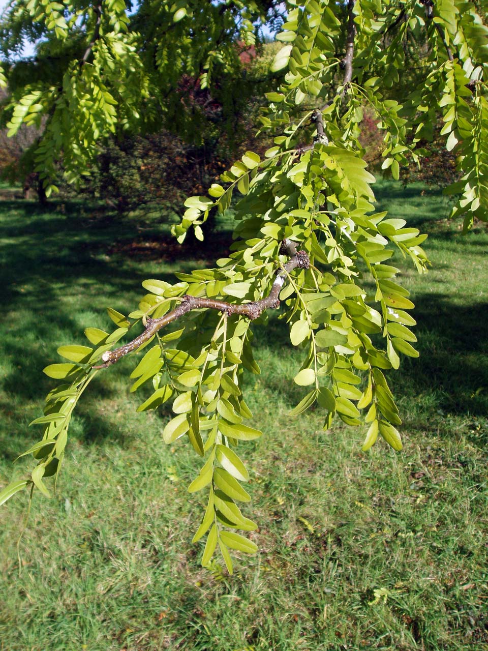 Févier d'Amérique (feuilles)