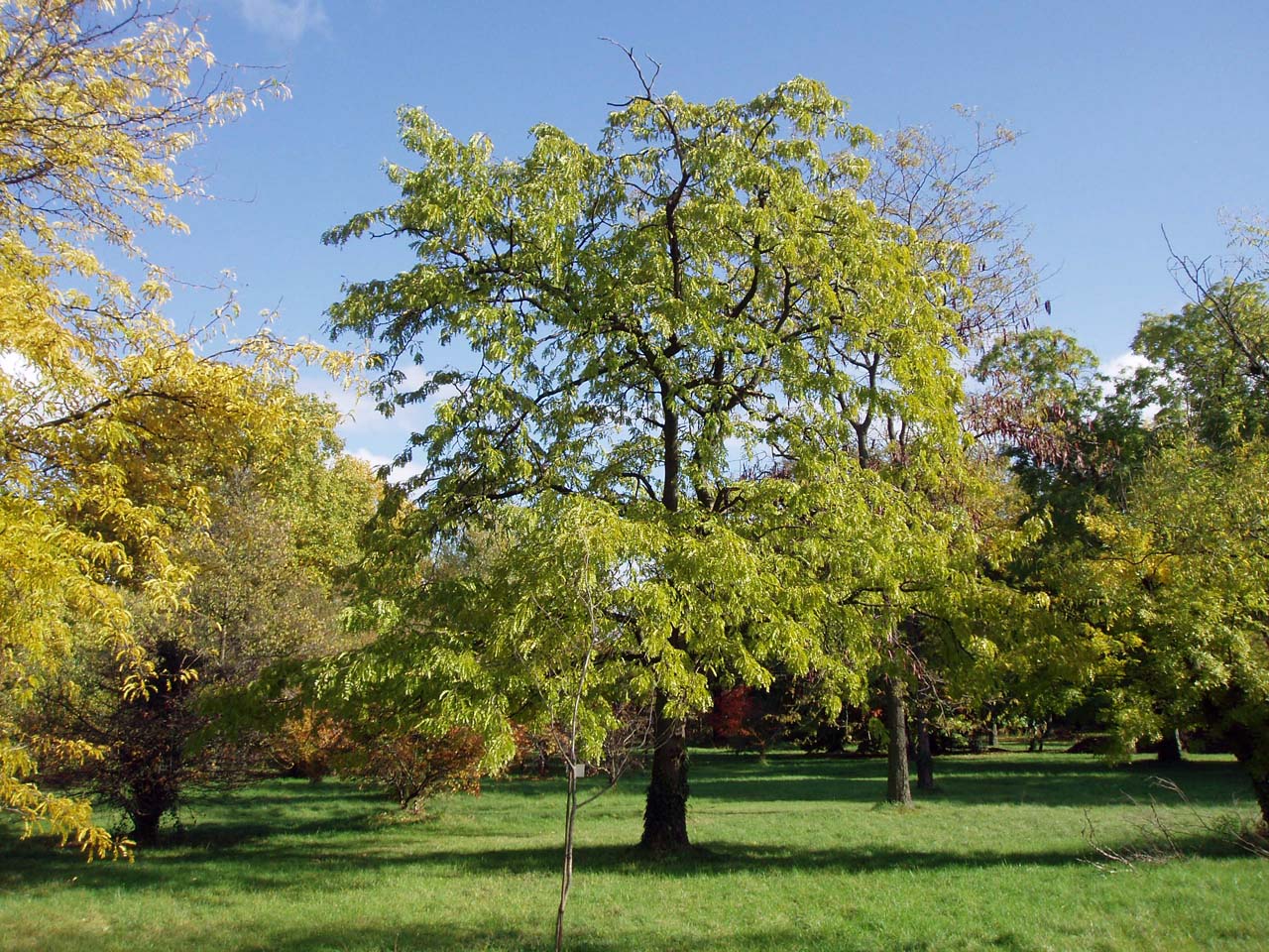 Févier d'Amérique Arboretum