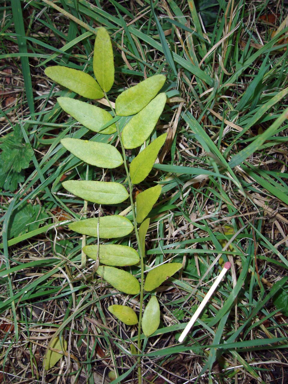 Févier Sunburst (feuilles)