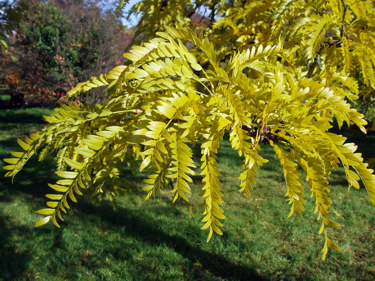 Févier Sunburst (feuilles)