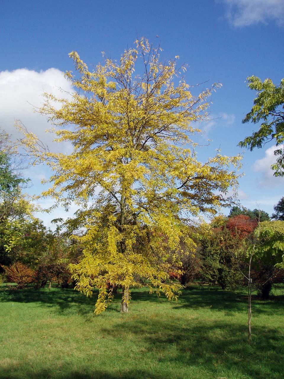 Févier Sunburst Arboretum