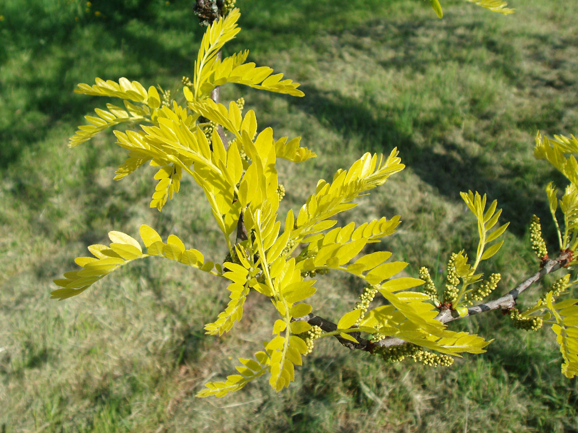 Févier Sunburst (feuilles)