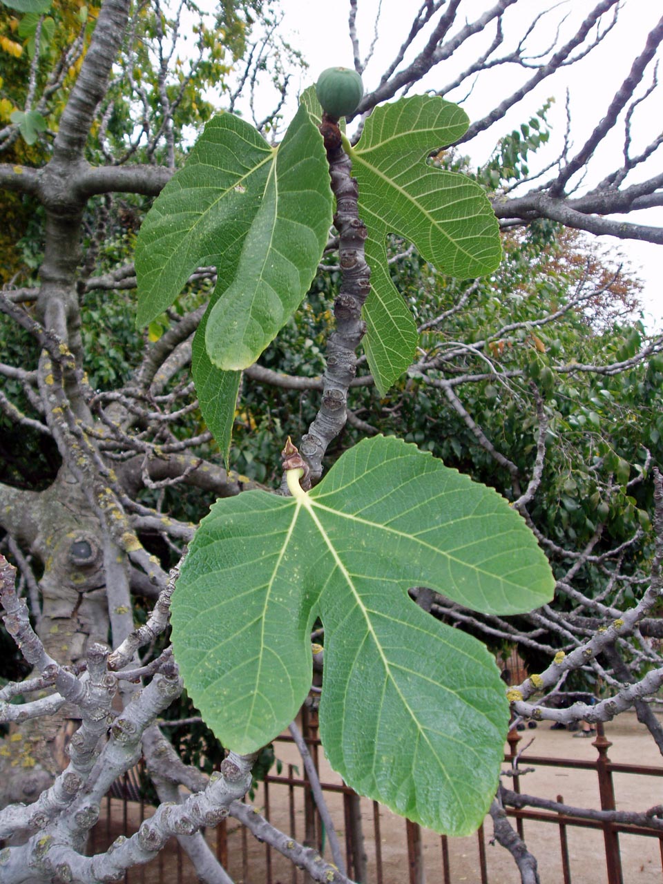 Figuier (feuilles)