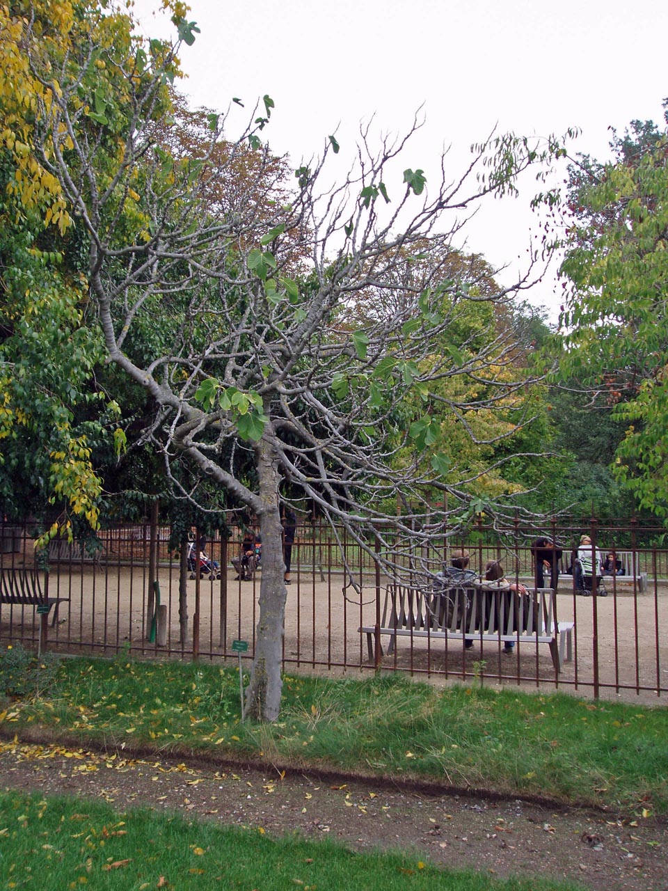 Figuier Jardin des Plantes