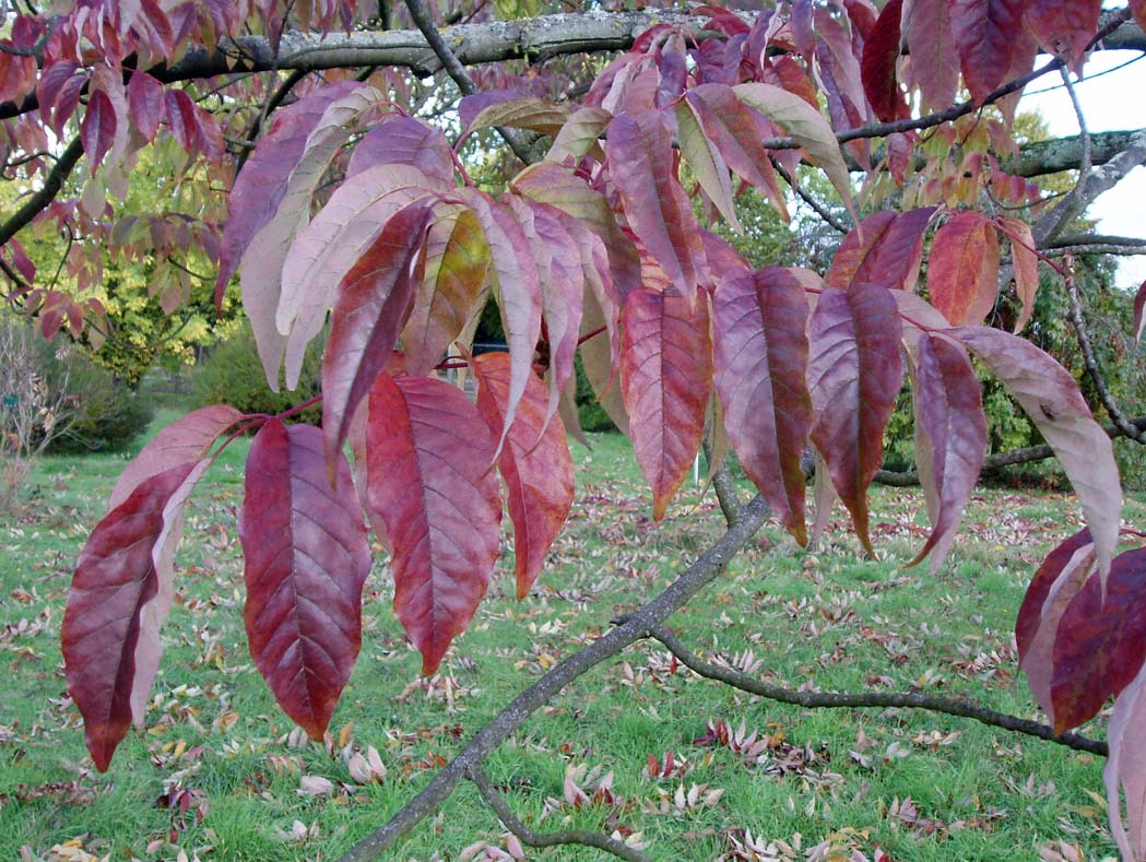 Frêne (feuilles)