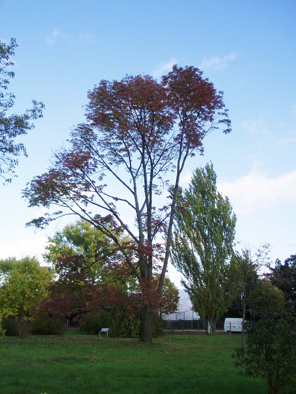 Frêne Arboretum