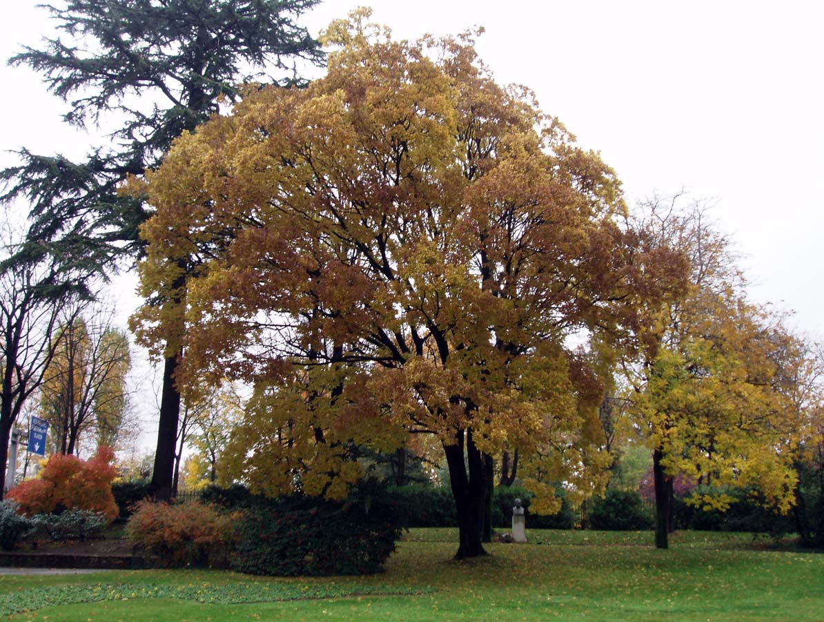 Frêne jardin des Serres d'Auteuil