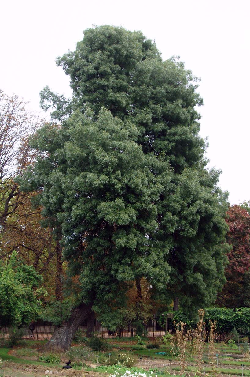 Frêne à feuilles étroites Jardin des Plantes