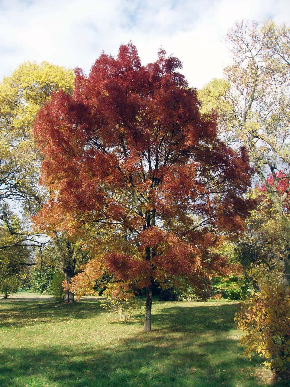 Frêne à feuilles étroites Arboretum