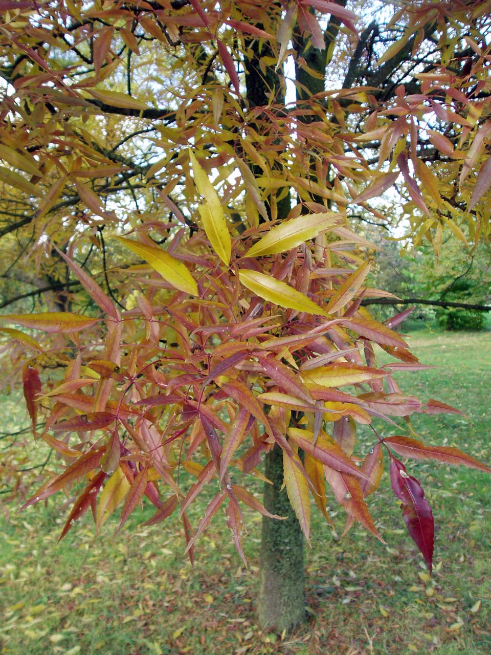 Frêne (feuilles)