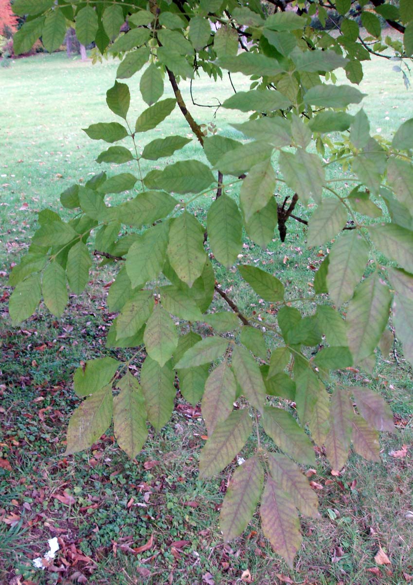 Frêne (feuilles)