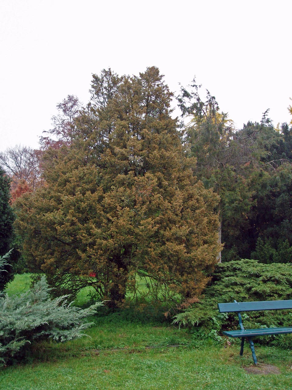 Genévriers Arboretum