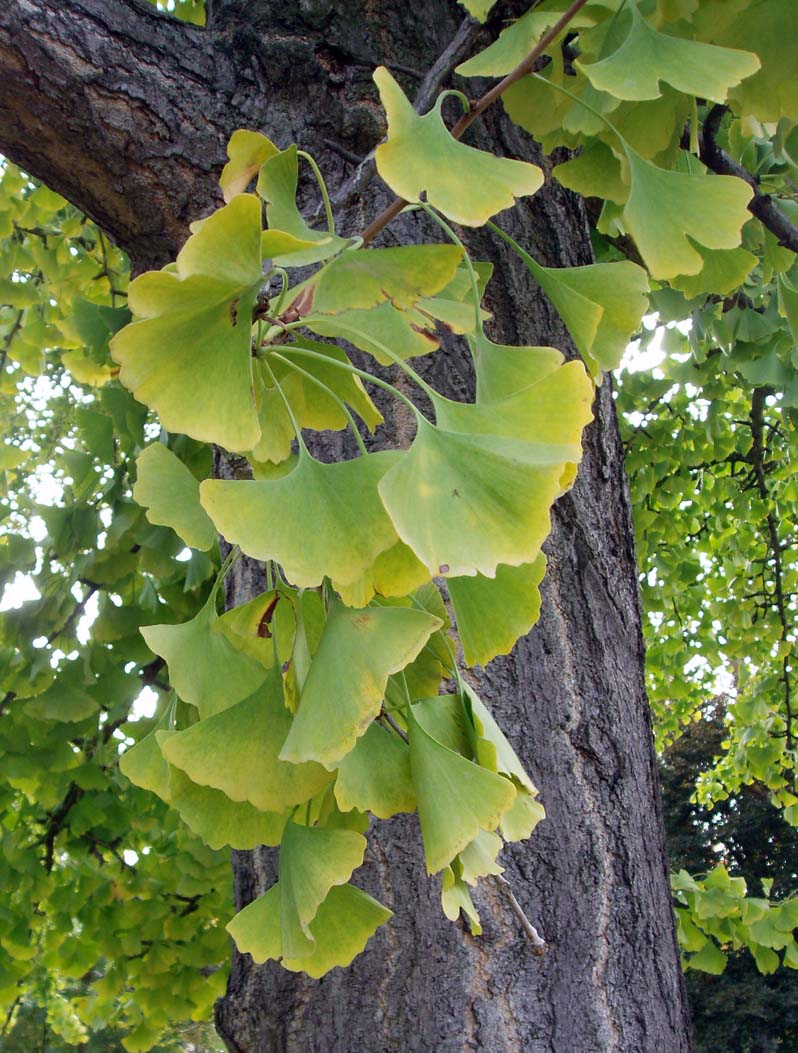 Ginkgo (feuilles)