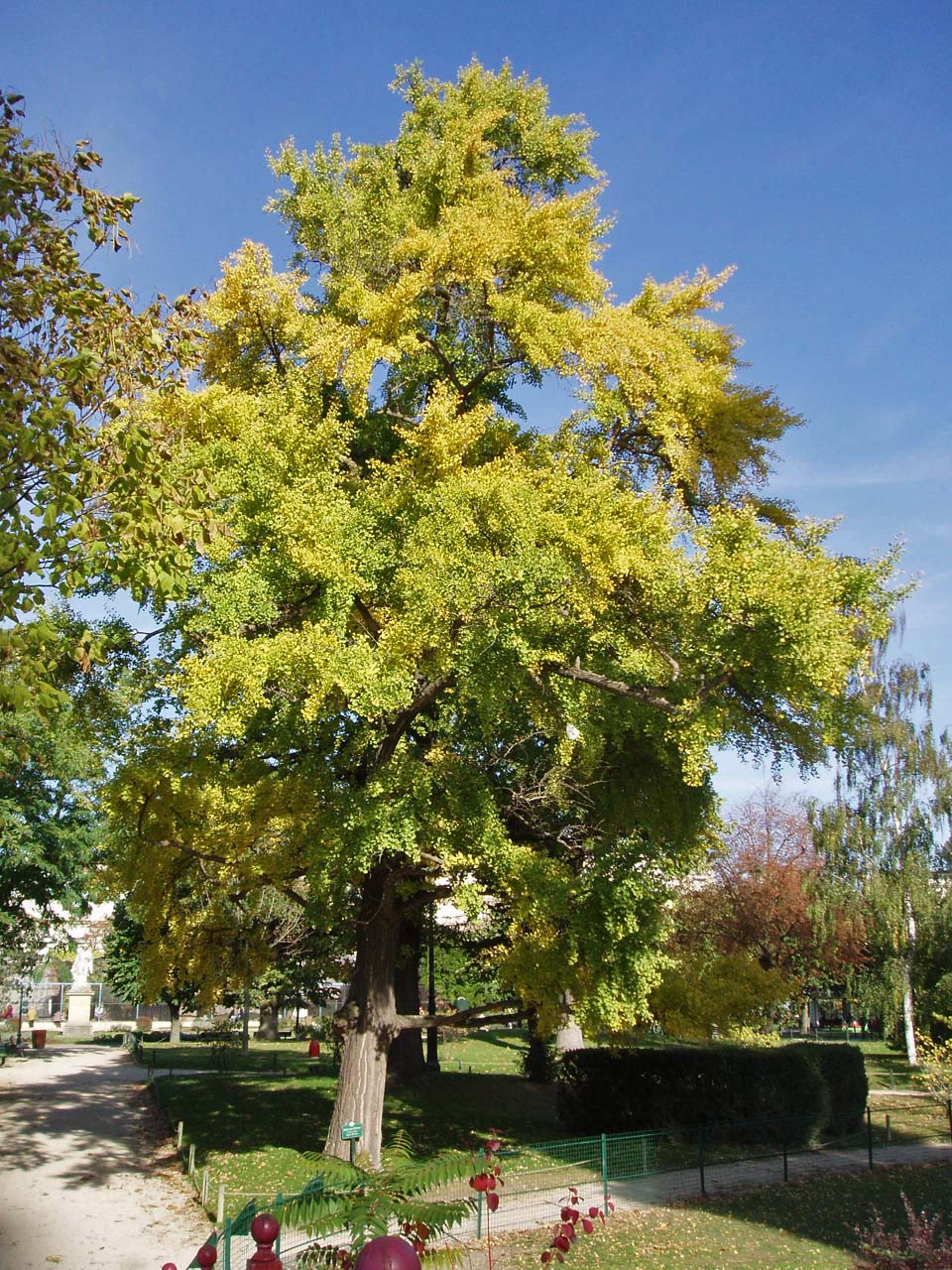 Ginkgo - Jardin d'Acclimatation - Paris