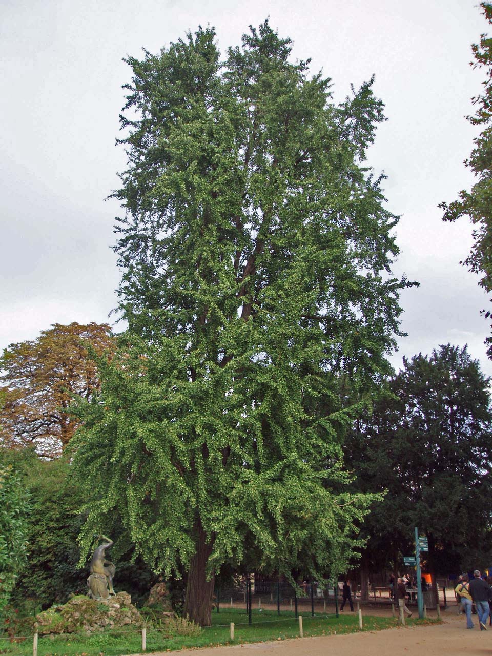 Ginkgo - Jardin des Plantes - Paris