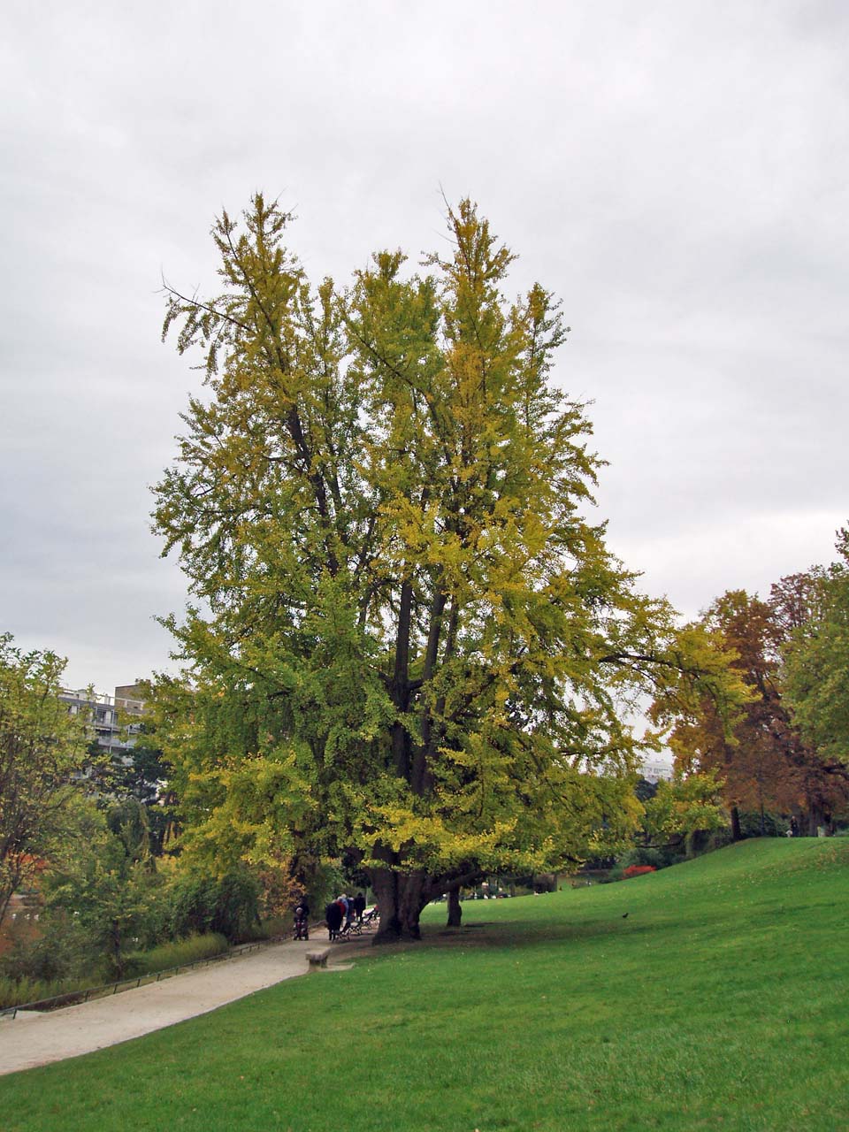 Ginkgo - Parc Montsouris - Paris