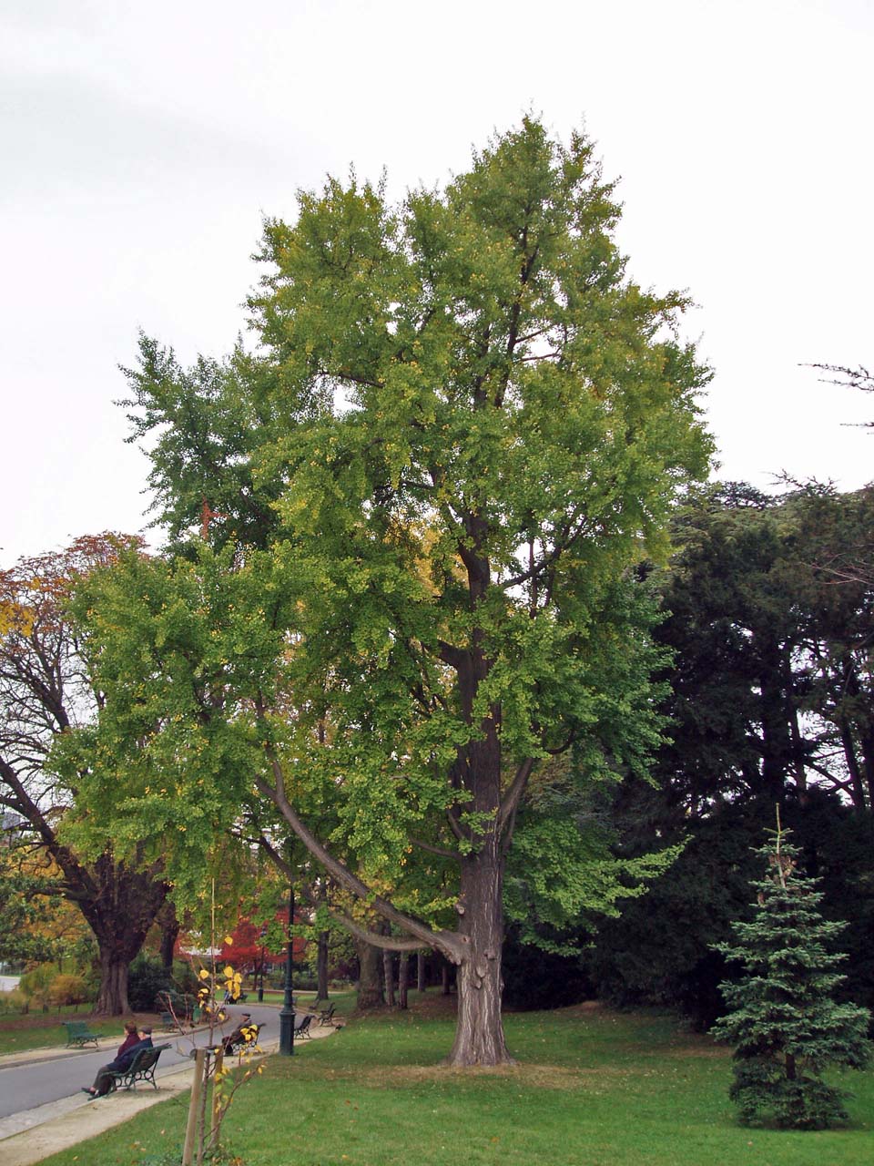 Ginkgo - Parc Montsouris - Paris