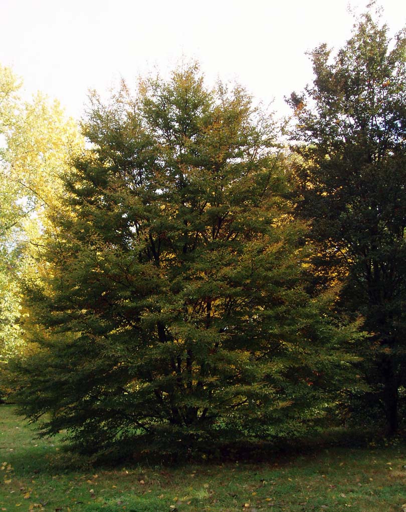 Hêtre fougère Arboretum