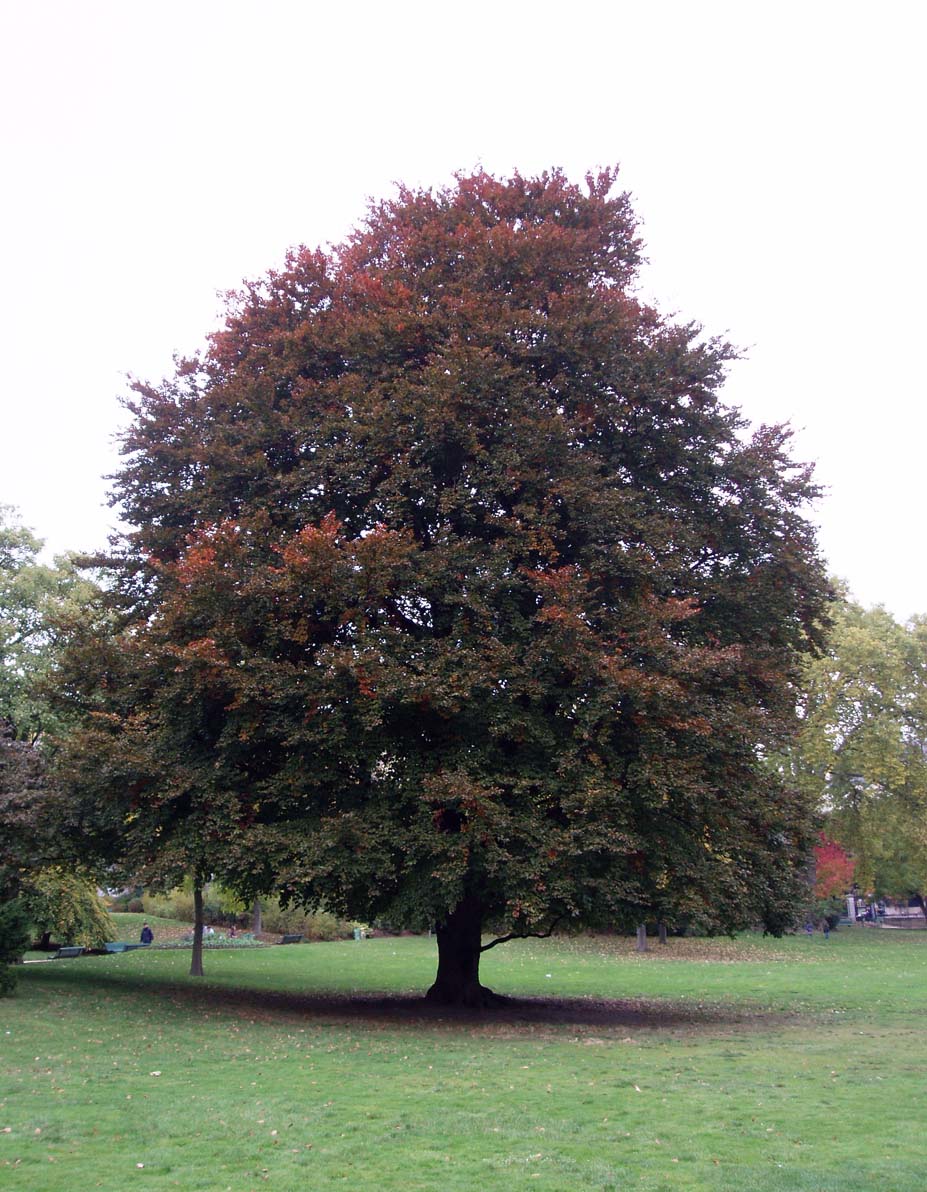 Hêtre pourpre Montsouris