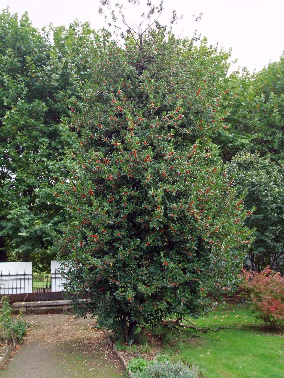 Houx Jardin des Plantes