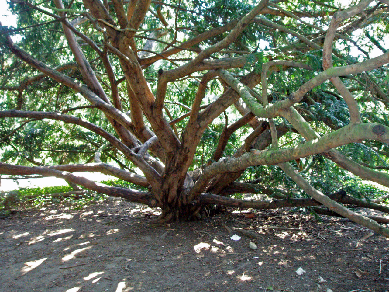 If Arboretum (tronc)