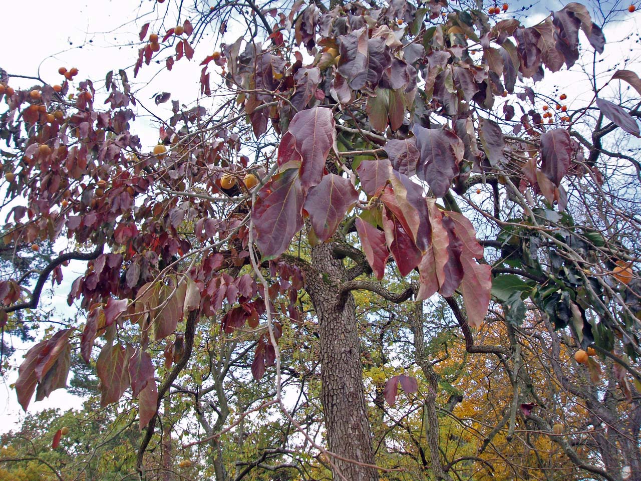 Kaki (feuilles)
