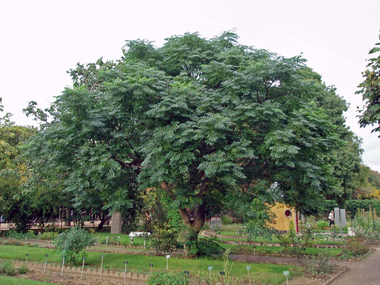 Lilas des Indes (Margousier) Jardin des Plantes