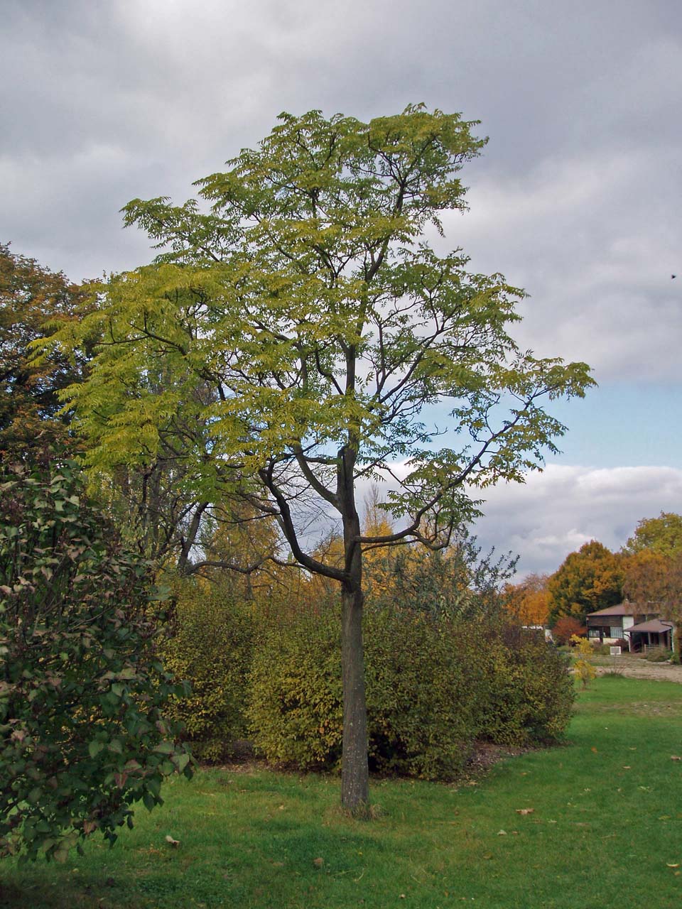 Lilas des Indes Arboretum