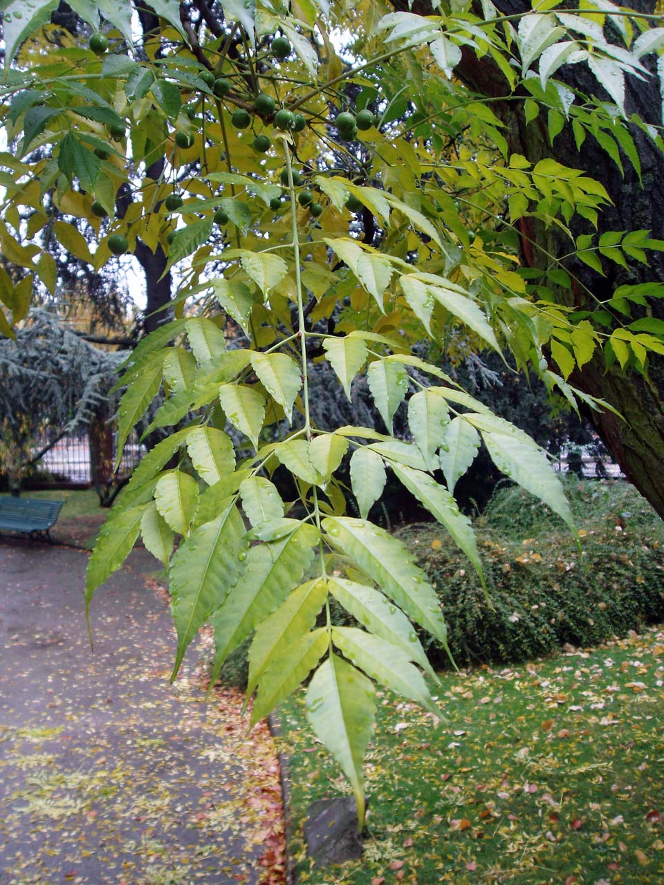 Lilas des Indes (feuilles)