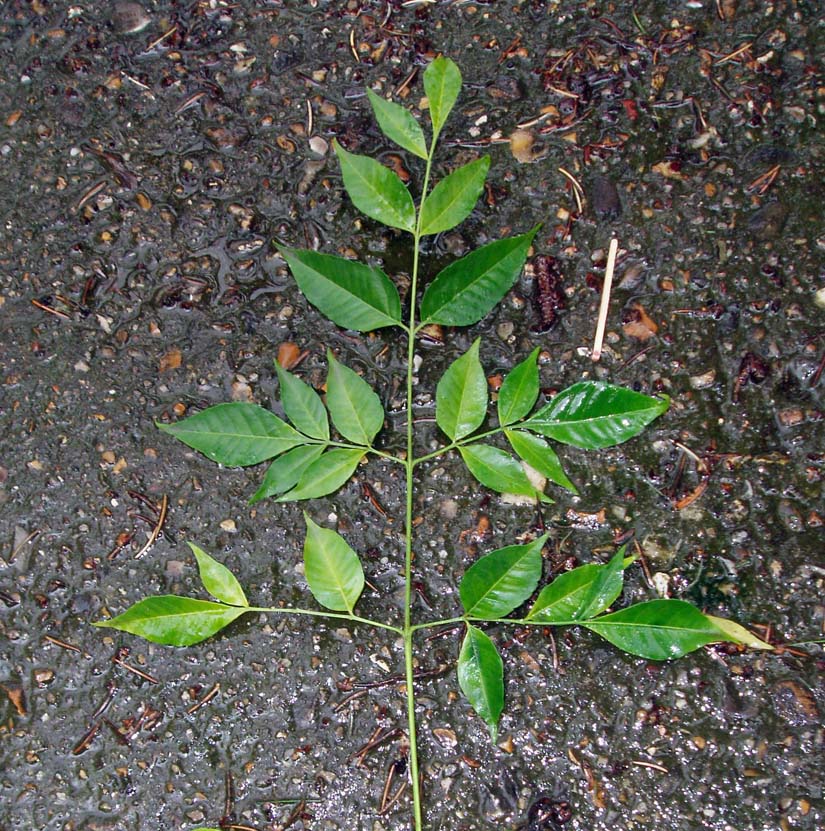 Lilas des Indes (feuilles)