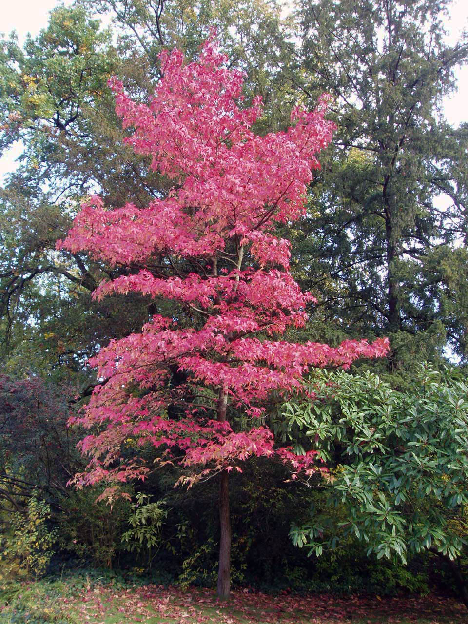 Liquidambar Bagatelle