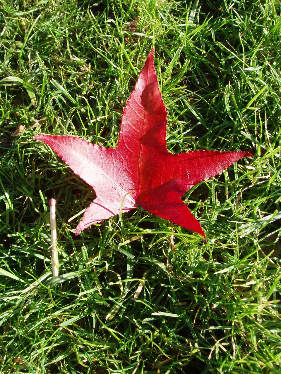 Liquidambar feuille1