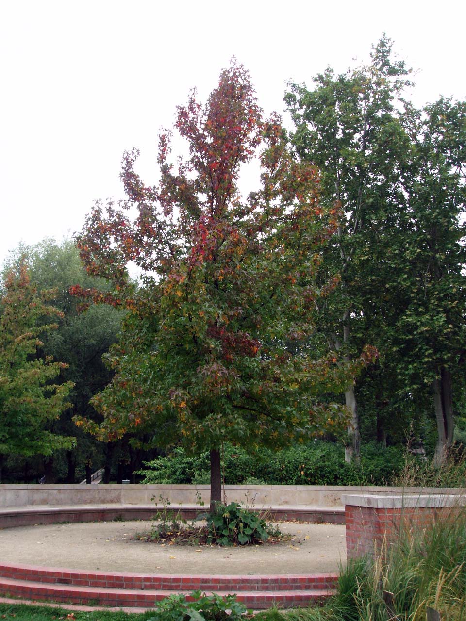 Liquidambar Bercy