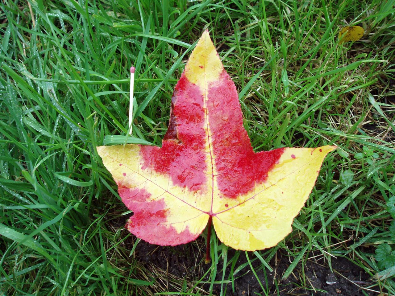 Liquidambar feuille3