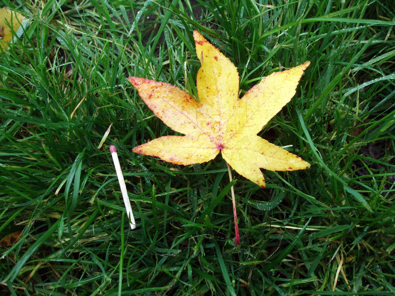 Liquidambar feuille2